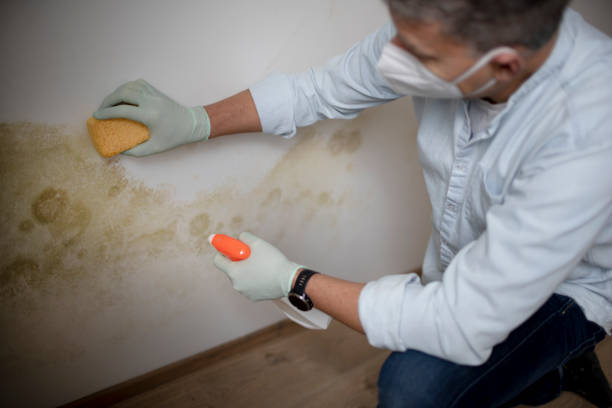 Best Basement Mold Remediation in Bellevue, IA