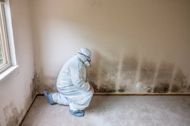 Best Emergency Mold Remediation in Bellevue, IA
